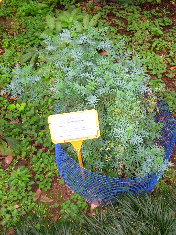 Ruta graveolens. Plant specimen in the Hong Kong Zoological and Botanical Gardens, Hong Kong.