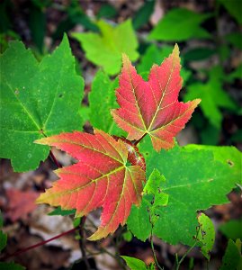 Maple sapling (possibly Acer rubrum) with red-tinted new leaf growth along the Appalachian Trail, Monroe County. I've licensed this photo as Creative Commons Zero (CC0) for release into the public do photo