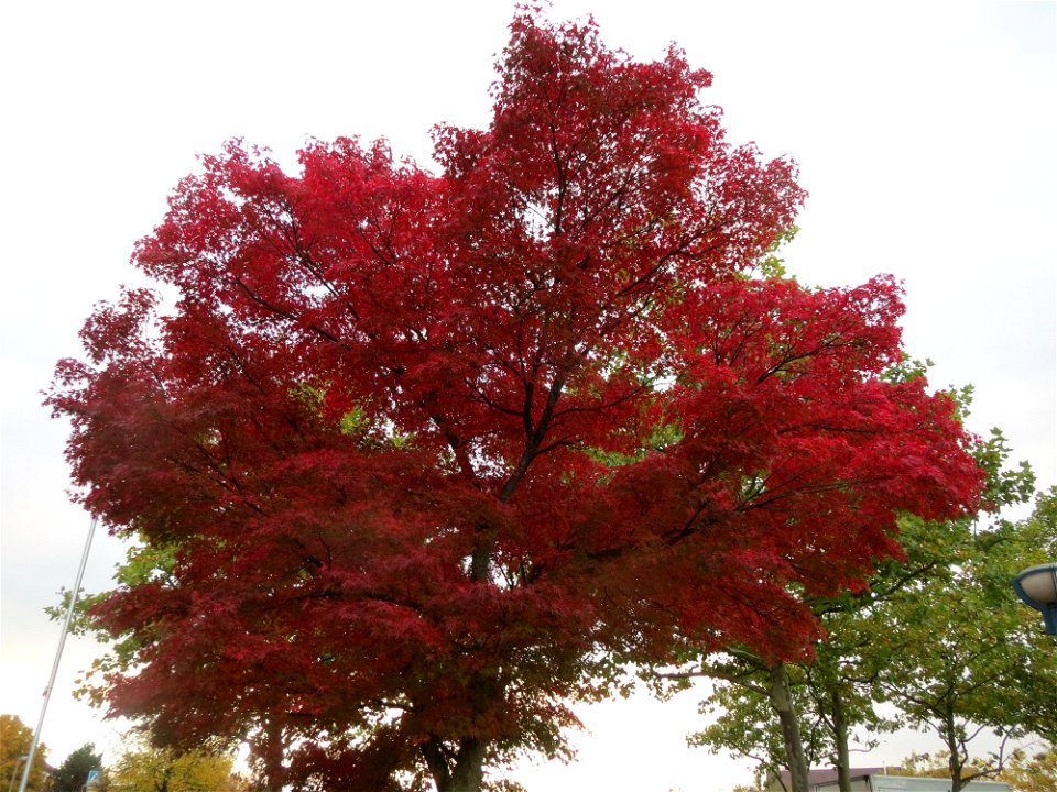Fächer-Ahorn (Acer palmatum) im Landesgartenschaupark Hockenheim