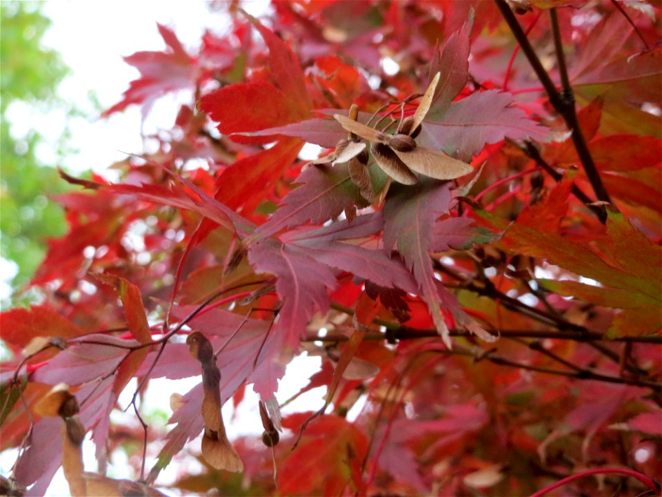 Fächer-Ahorn (Acer palmatum) im Landesgartenschaupark Hockenheim