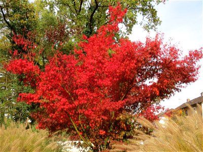 Fächer-Ahorn (Acer palmatum) in Oftersheim photo