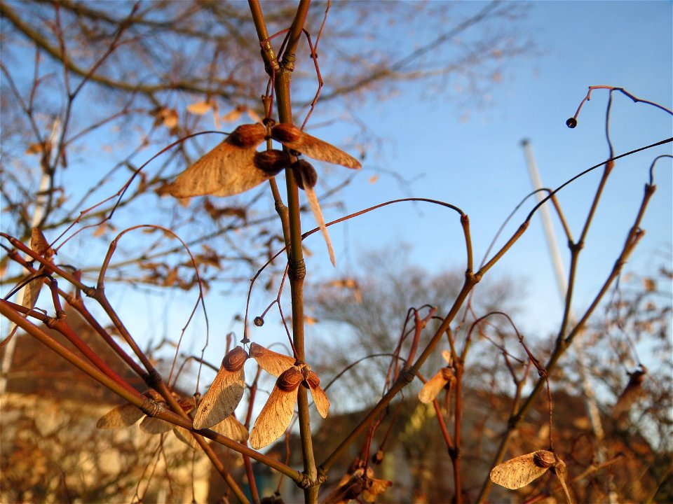 Fächer-Ahorn (Acer palmatum) im Landesgartenschaupark Hockenheim