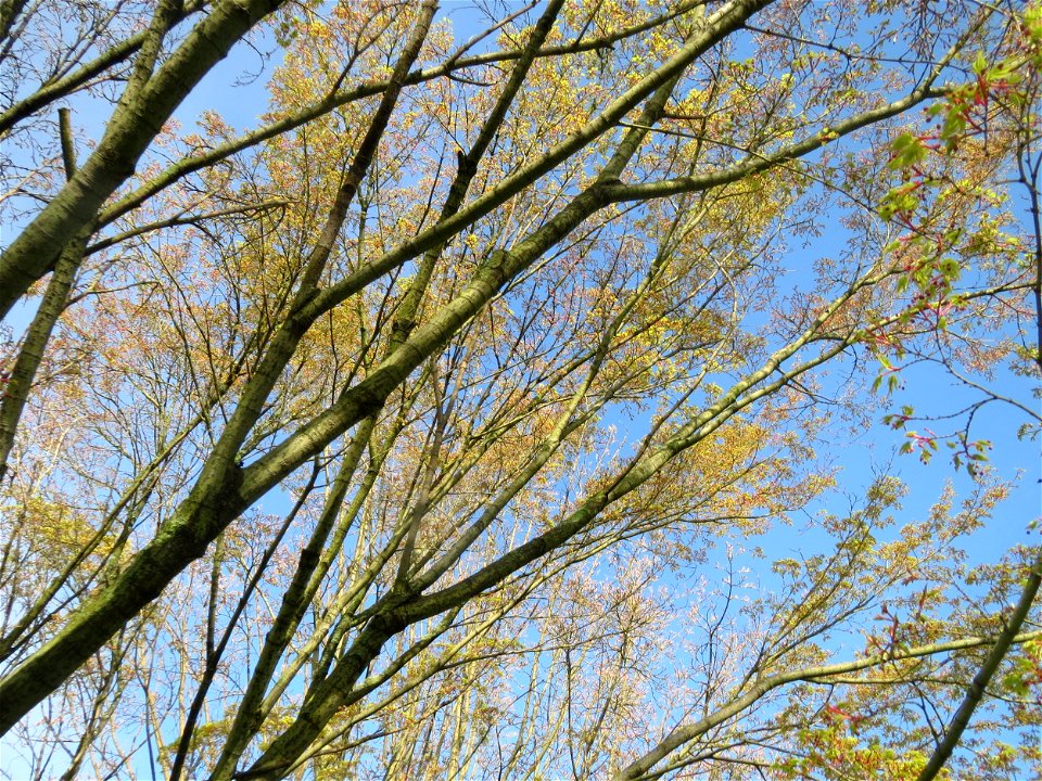 Fächer-Ahorn (Acer palmatum) im Neuenheimer Feld in Heidelberg