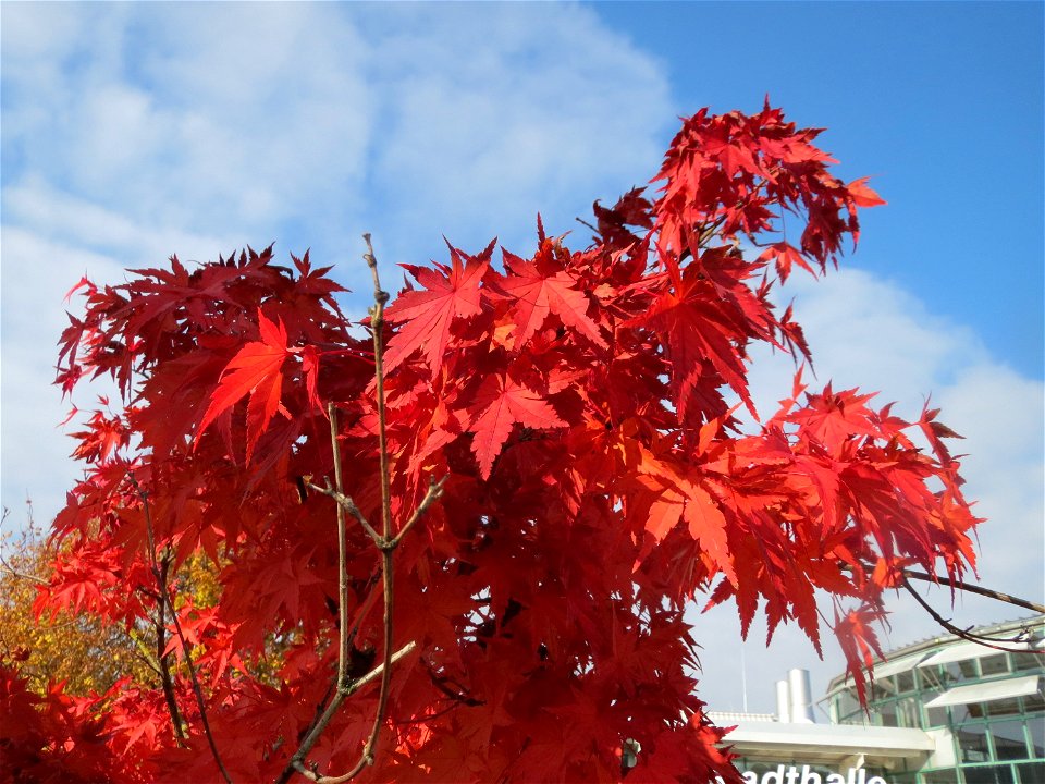 Fächer-Ahorn (Acer palmatum) in Hockenheim