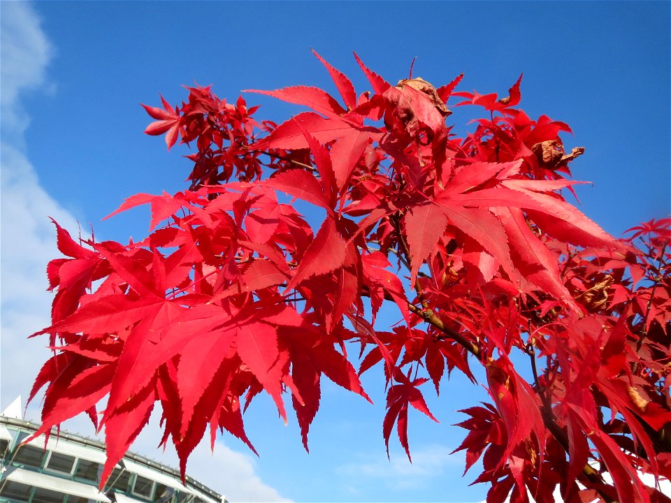 Fächer-Ahorn (Acer palmatum) in Hockenheim