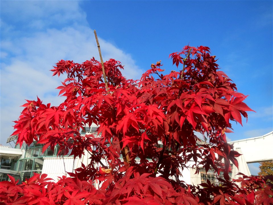 Fächer-Ahorn (Acer palmatum) in Hockenheim