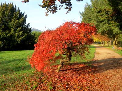 Japanisches Schlitzahorn (Acer palmatum cultivars) am Staden in Saarbrücken