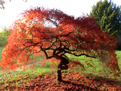 Japanisches Schlitzahorn (Acer palmatum cultivars) am Staden in Saarbrücken