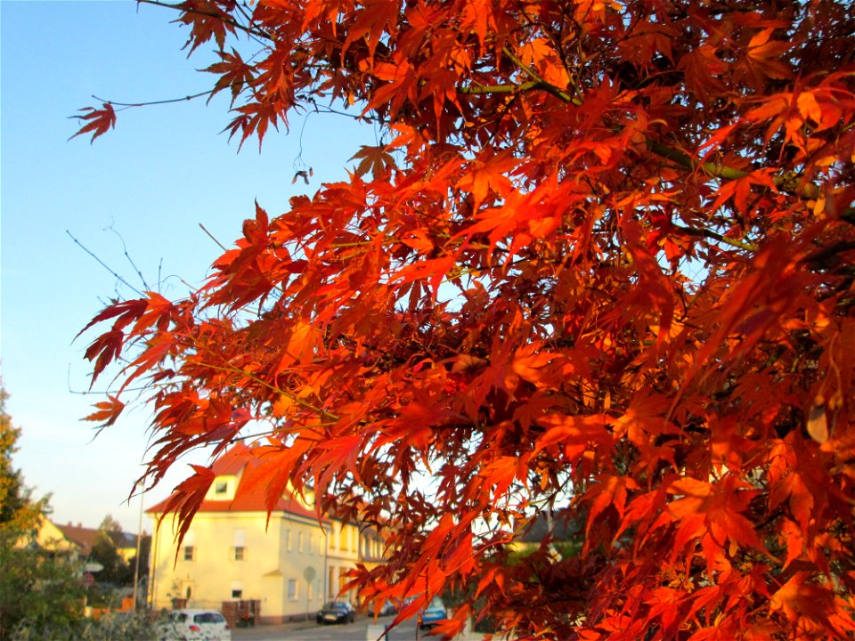 Fächer-Ahorn (Acer palmatum) im Gartenschaupark Hockenheim