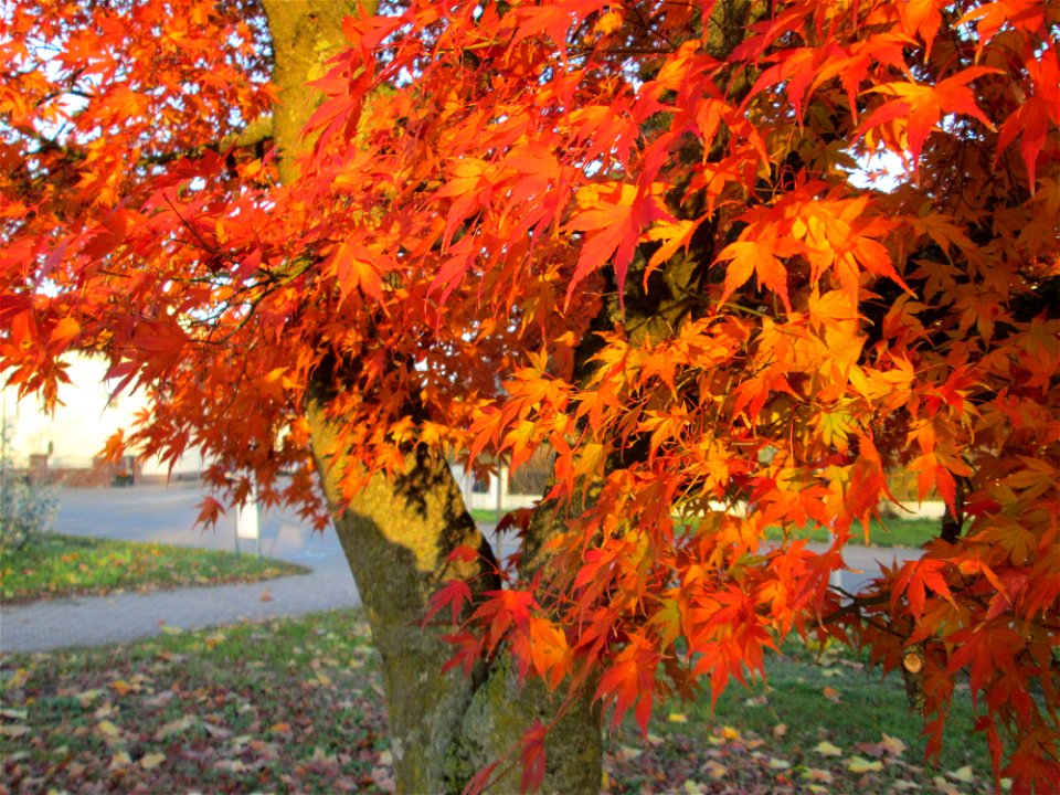 Fächer-Ahorn (Acer palmatum) im Gartenschaupark Hockenheim