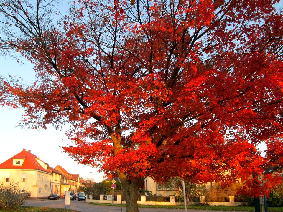 Fächer-Ahorn (Acer palmatum) im Gartenschaupark Hockenheim