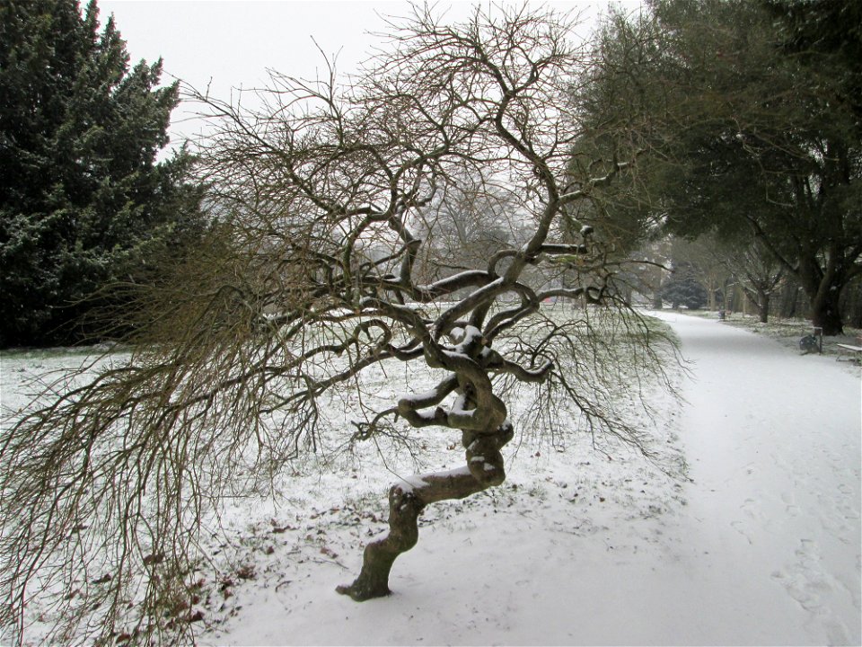 Japanischer Schlitzahorn (Acer palmatum cultivars) am Staden in Saarbrücken bei Neuschnee am 2. März 2018