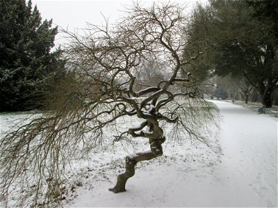 Japanischer Schlitzahorn (Acer palmatum cultivars) am Staden in Saarbrücken bei Neuschnee am 2. März 2018