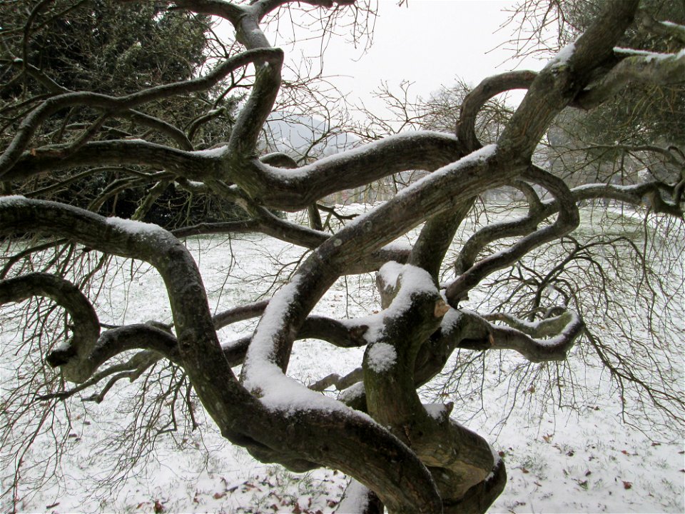 Japanischer Schlitzahorn (Acer palmatum cultivars) am Staden in Saarbrücken bei Neuschnee am 2. März 2018