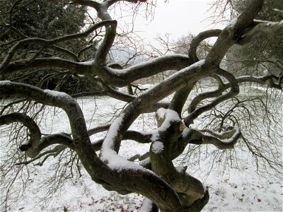 Japanischer Schlitzahorn (Acer palmatum cultivars) am Staden in Saarbrücken bei Neuschnee am 2. März 2018