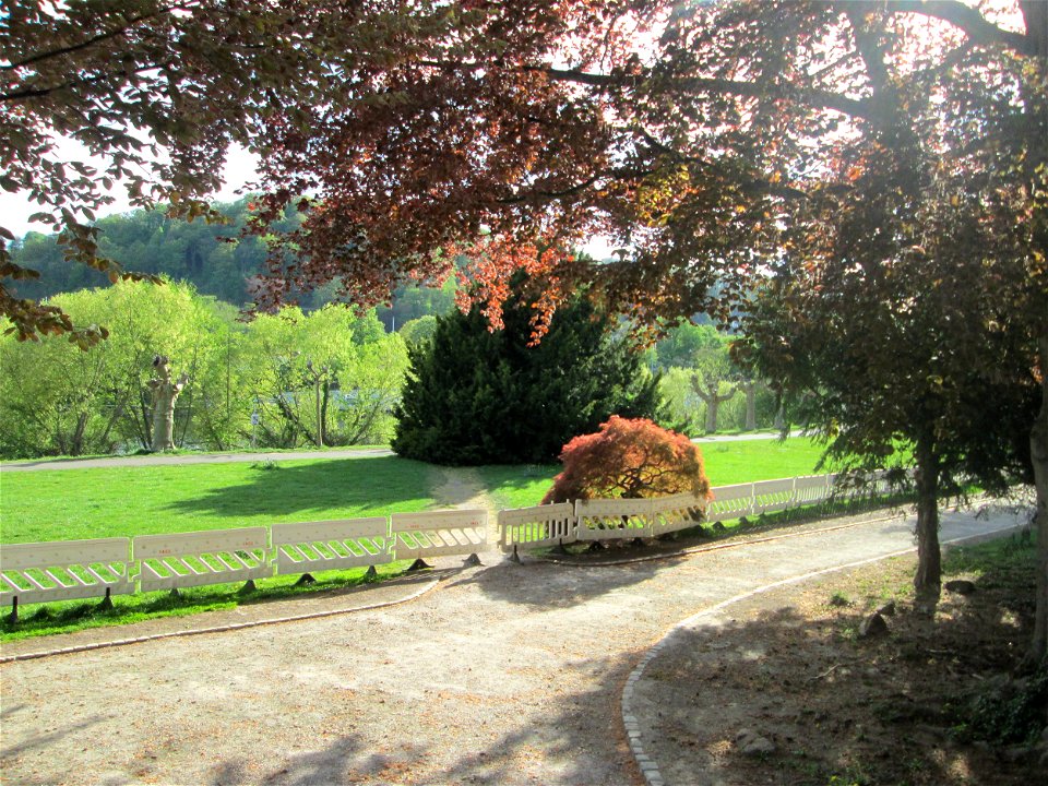 Japanisches Schlitzahorn (Acer palmatum cultivars) am Staden in Saarbrücken