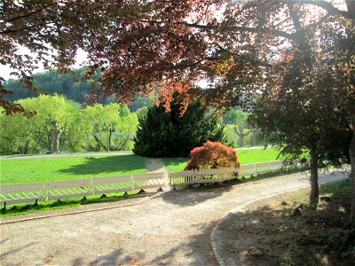 Japanisches Schlitzahorn (Acer palmatum cultivars) am Staden in Saarbrücken