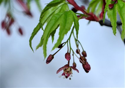 カエデの花とつぼみと若葉