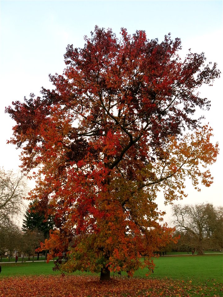 Acer palmatum in the park of the castle of Rentilly (Seine-et-Marne, France).