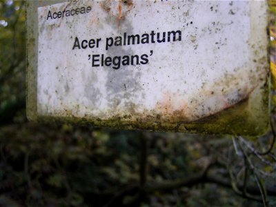 This photo shows Acer palmetum 'elegans' photo