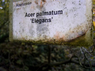 This photo shows Acer palmetum 'elegans'