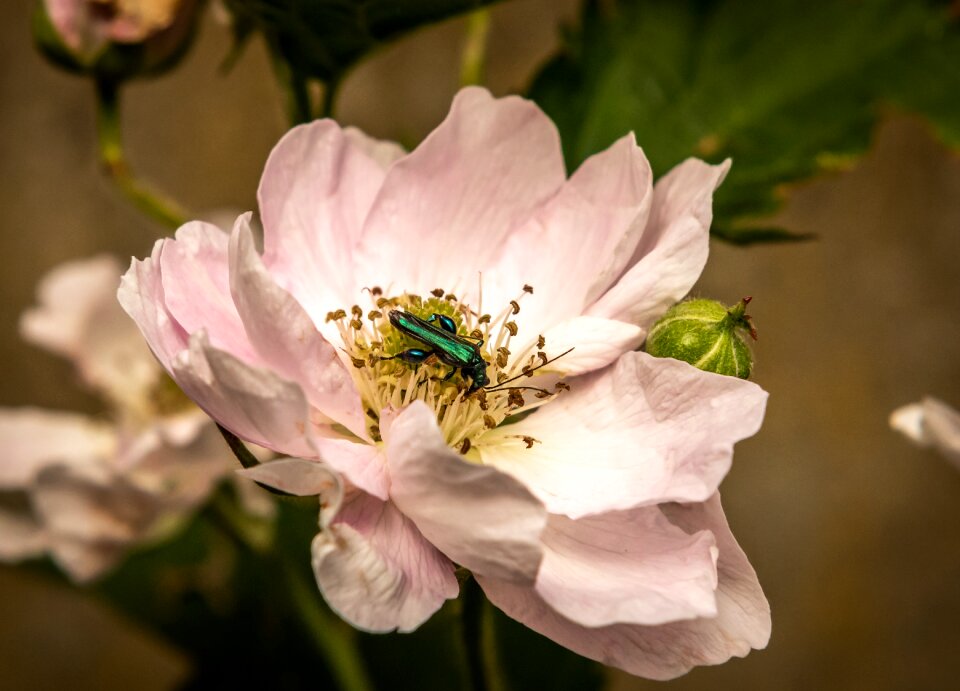 Blossom bloom beetle