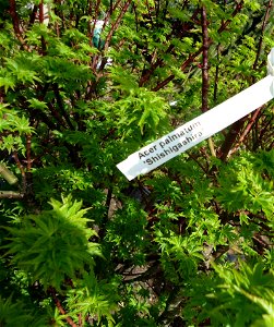 Acer Palmatum 'Shishigashira' plants in a nursery in Cranford, New Jersey on April 14, 2012 (correct date). photo