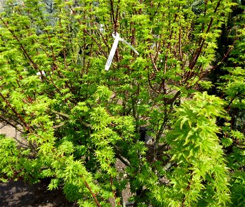 Acer Palmatum 'Shishigashira' plants in a nursery in Cranford, New Jersey on April 14, 2012 (correct date). photo