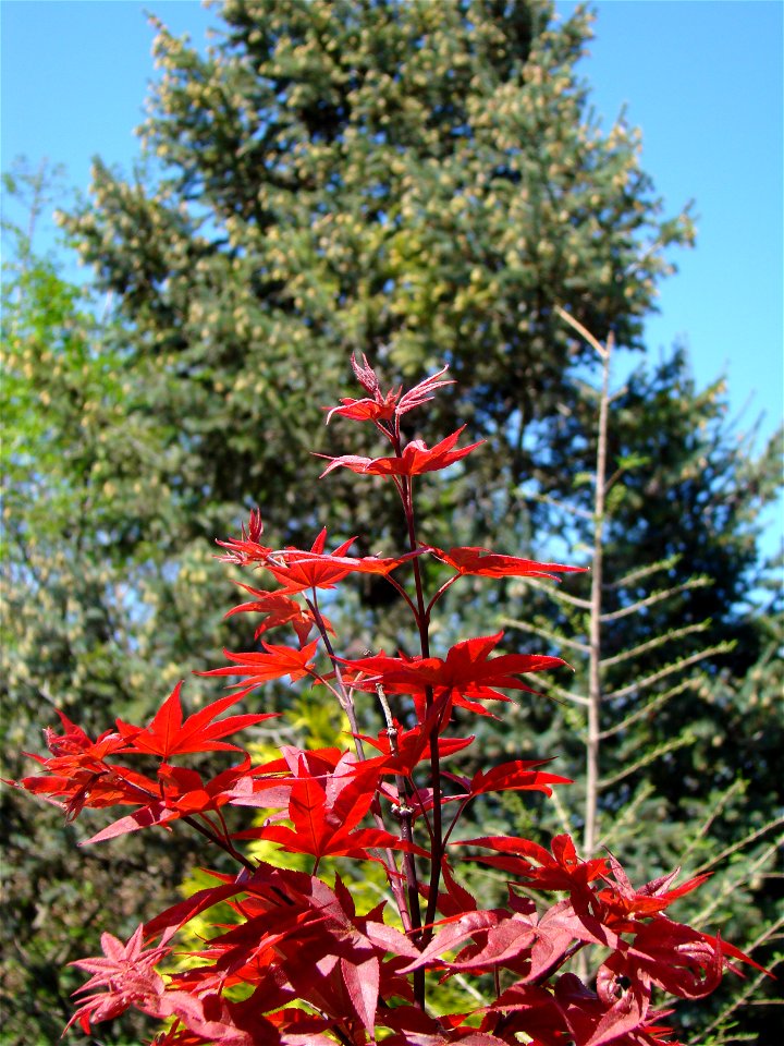 Chadwick Arboretum and Learning Gardens                              
The Ohio State University

Columbus, Ohio