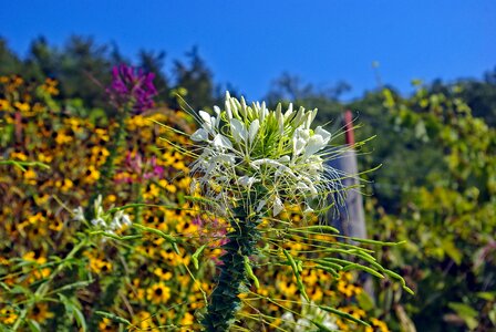 Plant bloom nature