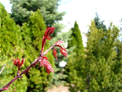 Chadwick Arboretum and Learning Gardens The Ohio State University photo