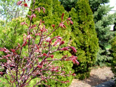 Chadwick Arboretum and Learning Gardens The Ohio State University photo