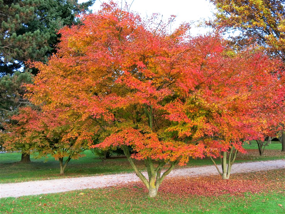 Acer palmatum atropurpureum in the park of the castle of Rentilly (Seine-et-Marne, France).