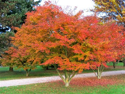 Acer palmatum atropurpureum in the park of the castle of Rentilly (Seine-et-Marne, France). photo