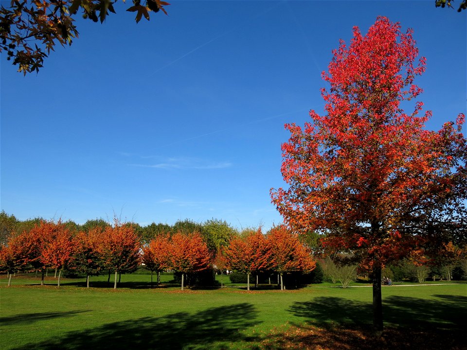 Acer palmatum atropurpureum in the park of the castle of Rentilly (Seine-et-Marne, France).