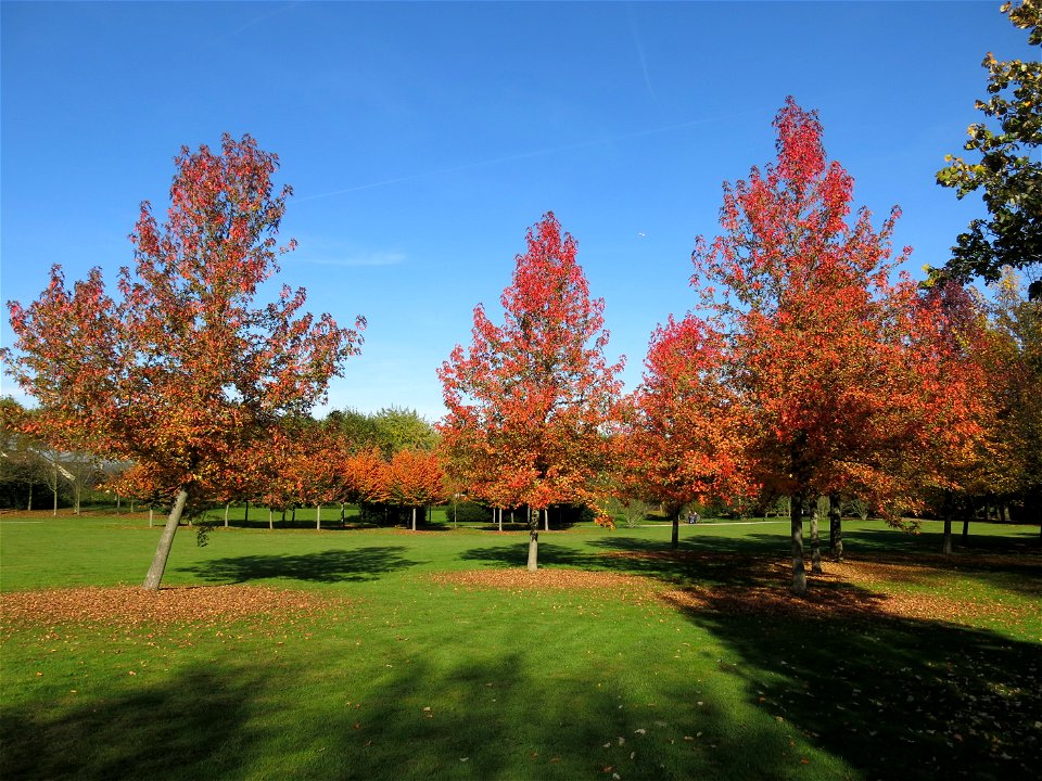 Acer palmatum atropurpureum in the park of the castle of Rentilly (Seine-et-Marne, France).