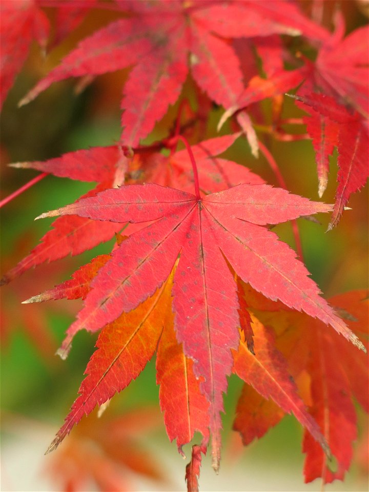 Leaves of Acer palmatum atropurpureum in the park of the castle of Rentilly (Seine-et-Marne, France).