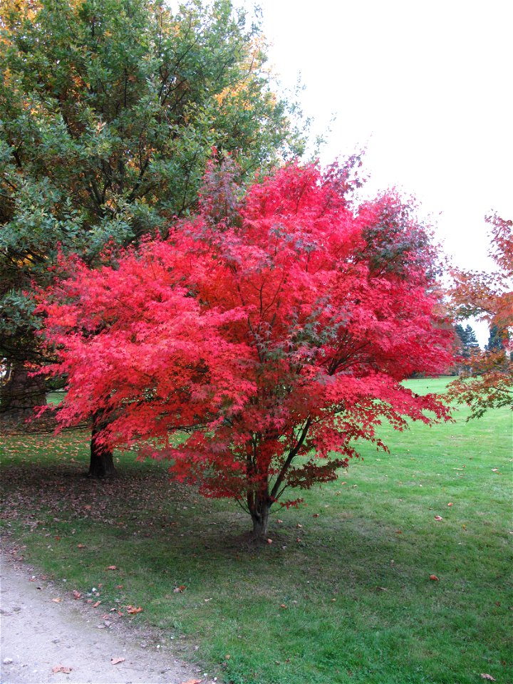 Acer palmatum atropurpureum in the park of the castle of Rentilly (Seine-et-Marne, France).