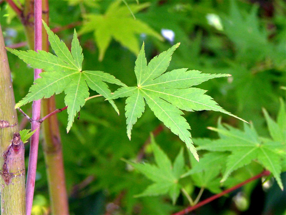 Erable palmé (Acer palmatum sangokaku), photographié au zoo d'Amnéville.