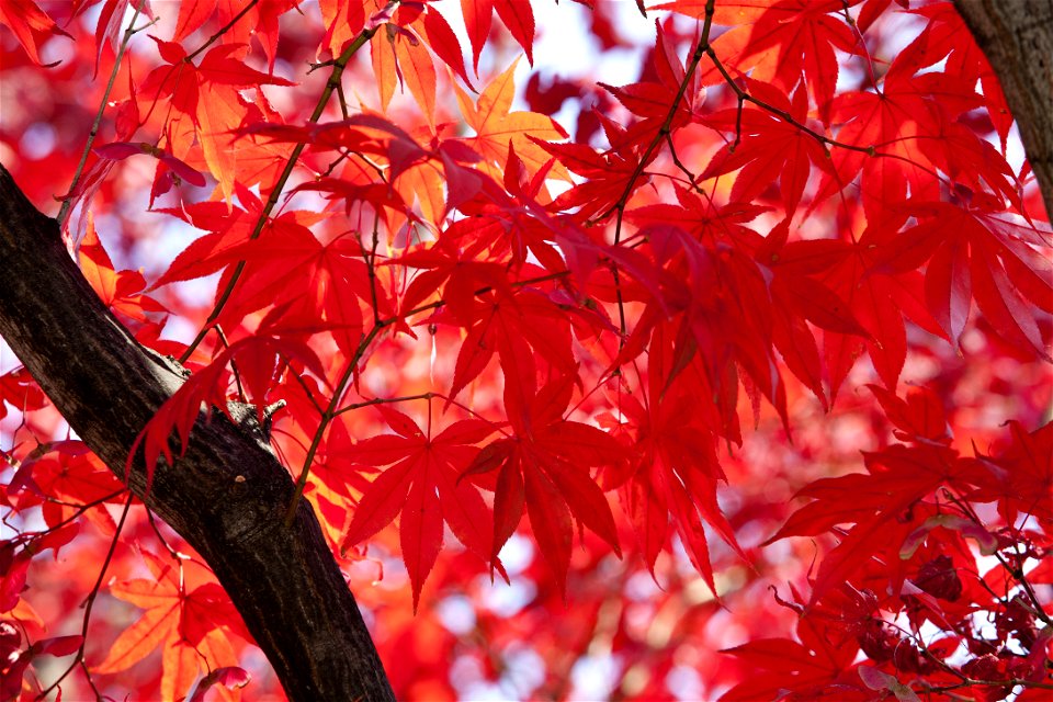 Autumn foliages of the palmate maple