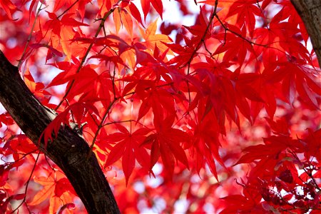 Autumn foliages of the palmate maple photo
