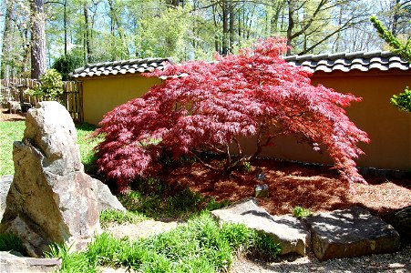 Japanese Red Maple next to traditional wall in the Japanese Garden at Birmingham Botanical Garden in Alabama.