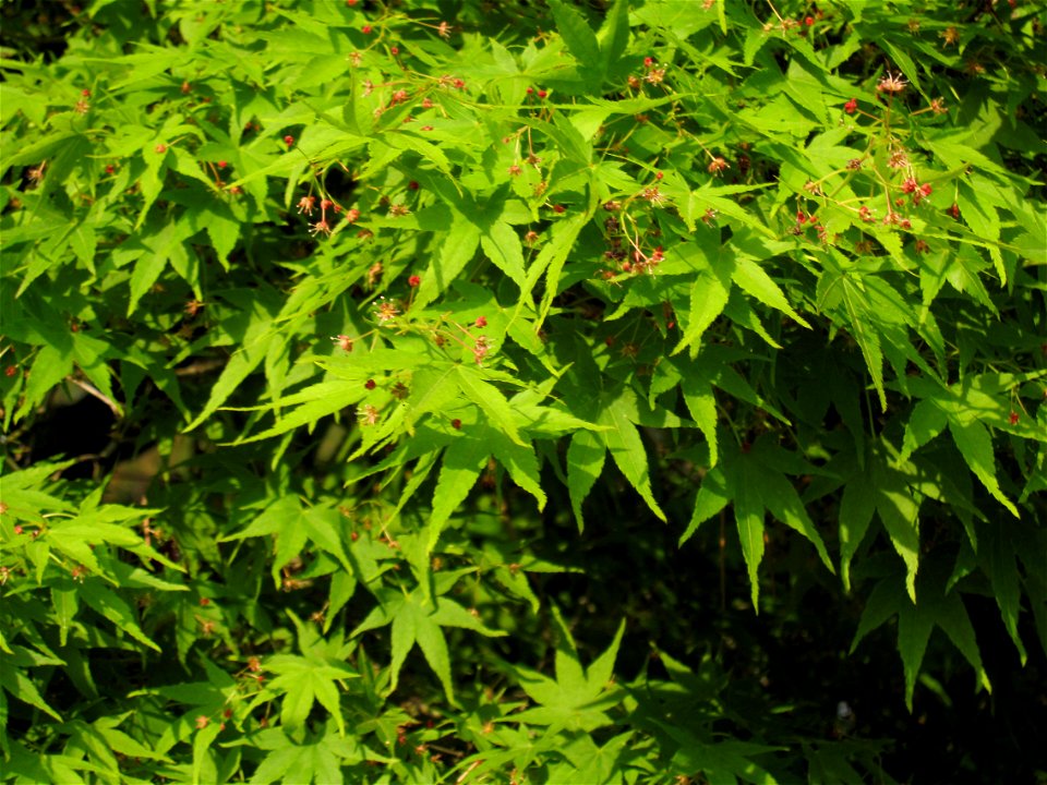 Japanese maple at Nagoya Castle
