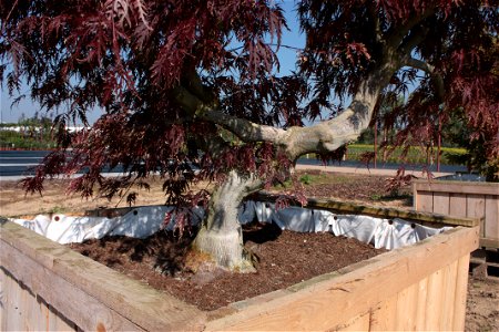 Školky Litomyšl, Acer palmatum ‘Dissectum Atropurpureum’ photo