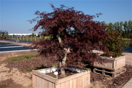 Školky Litomyšl, Acer palmatum ‘Dissectum Atropurpureum’ photo