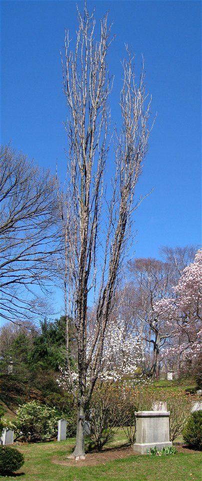 Acer saccharum 'Newton Sentry', Mount Auburn Cemetery, Cambridge, Massachusetts, USA.