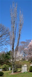 Acer saccharum 'Newton Sentry', Mount Auburn Cemetery, Cambridge, Massachusetts, USA.