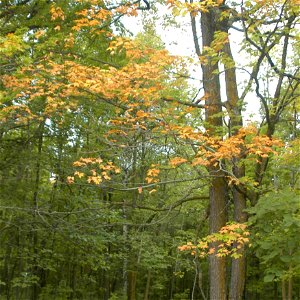Image title: Early fall in the forest woodlands
Image from Public domain images website, http://www.public-domain-image.com/full-image/nature-landscapes-public-domain-images-pictures/forest-public-dom