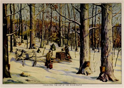 Collecting the Sap of the Sugar-Maple, Illustration from The Encyclopedia of Food by Artemas Ward