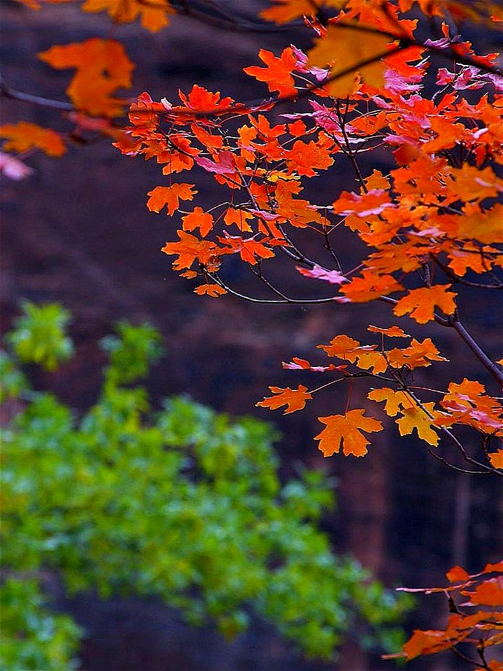 Image title: September pictures
Image from Public domain images website, http://www.public-domain-image.com/full-image/nature-landscapes-public-domain-images-pictures/autumn-public-domain-images-pictu